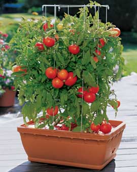 Tomatoes For Container Gardening Texas Heirloom Tomatoes,How To Make Boneless Ribs In The Oven Tender